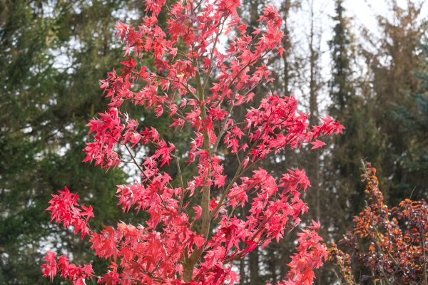 Japanese Maple Planting in Orland Park