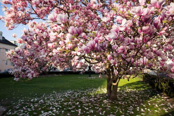 Magnolia Tree Planting in Orland Park
