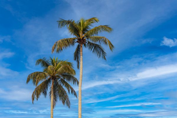 Palm Tree Planting in Orland Park