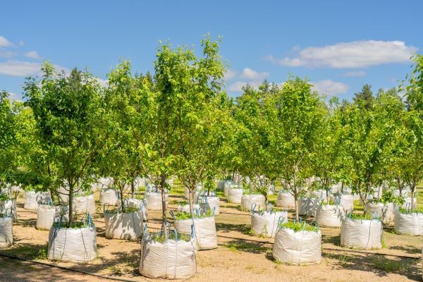 Tree Planting Service in Orland Park