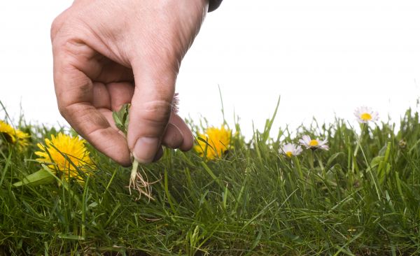 Lawn Weeding in Orland Park