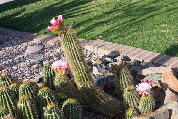 Desert Landscaping in Orland Park