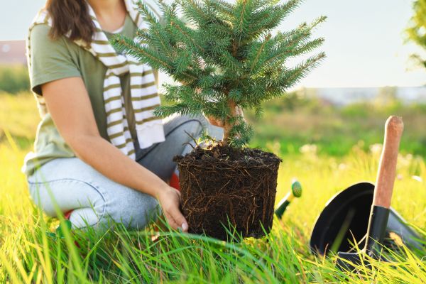 Spruce Tree Planting in Orland Park