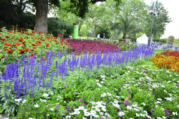 Perennials Planting in Orland Park