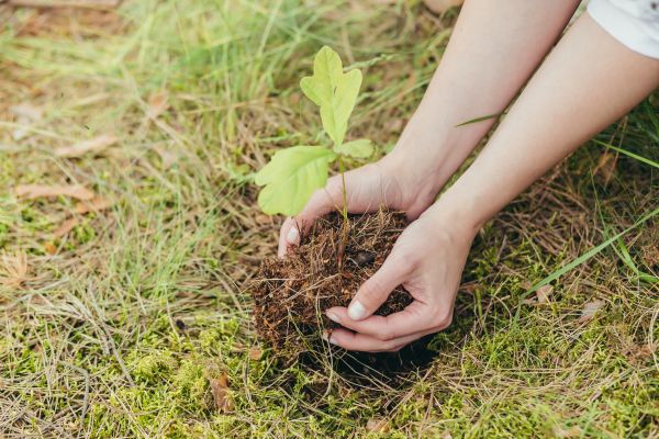 Oak Tree Planting in Orland Park