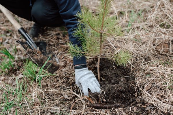 Pine Tree Planting in Orland Park