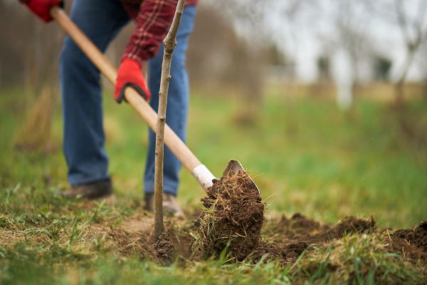 Trees Planting in Orland Park