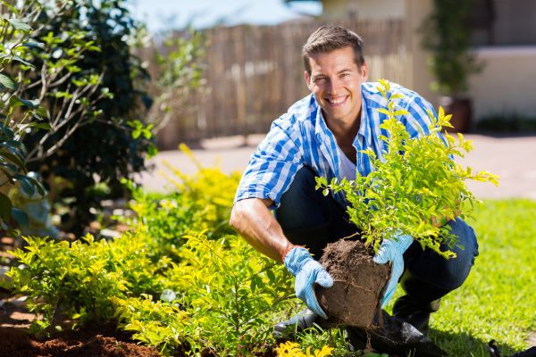 Shrub Landscaping in Orland Park