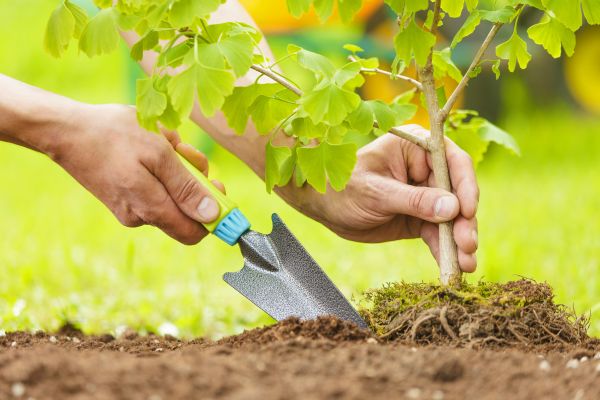 Fruit Tree Planting in Orland Park