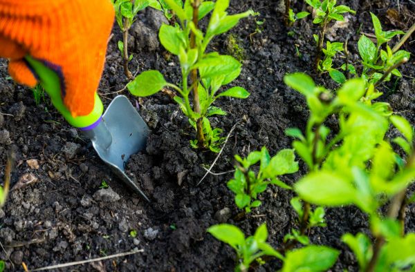 Hydrangea Planting in Orland Park