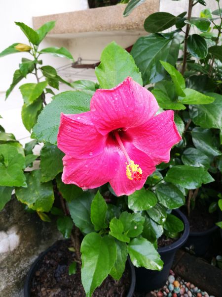 Hibiscus Planting in Orland Park