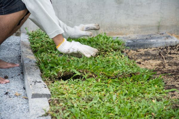 Ground Cover Planting in Orland Park