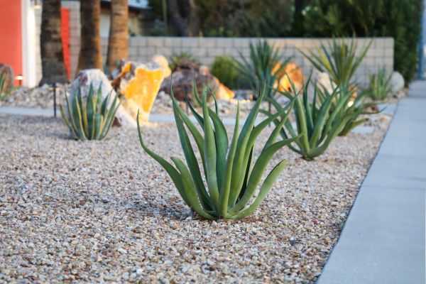 Drought Resistant Landscaping in Orland Park