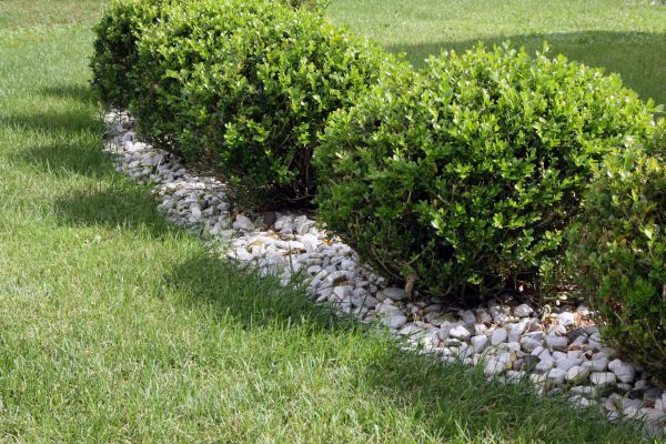 Boxwood Planting in Orland Park