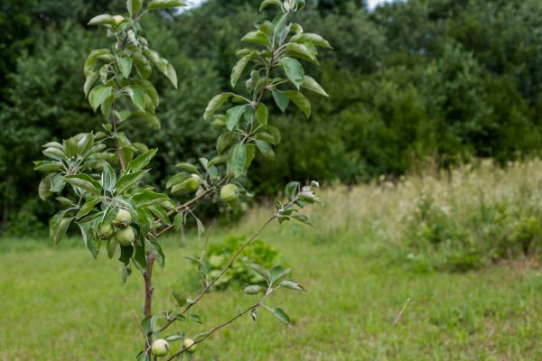 Apple Tree Planting in Orland Park