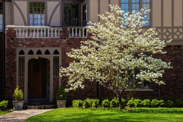 Dogwood Tree Planting in Orland Park
