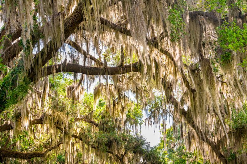Spanish Moss Treatment
